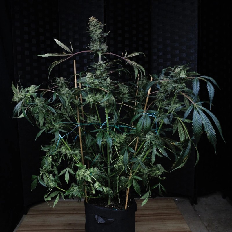 Kiwi Lime 1 Mephisto Genetics - pianta 2