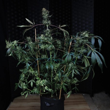Kiwi Lime 1 Mephisto Genetics - pianta 2