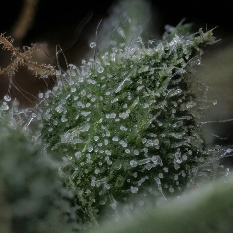 Kiwi Lime 1 Mephisto Genetics - cime 3