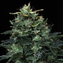 Kiwi Lime 1 Mephisto Genetics - cime 4
