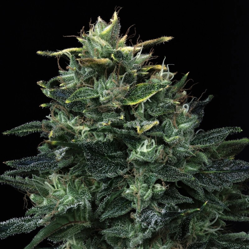 Kiwi Lime 1 Mephisto Genetics - cime 4