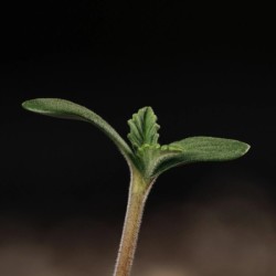 Kiwi Lime 1 Mephisto Genetics - cime 5