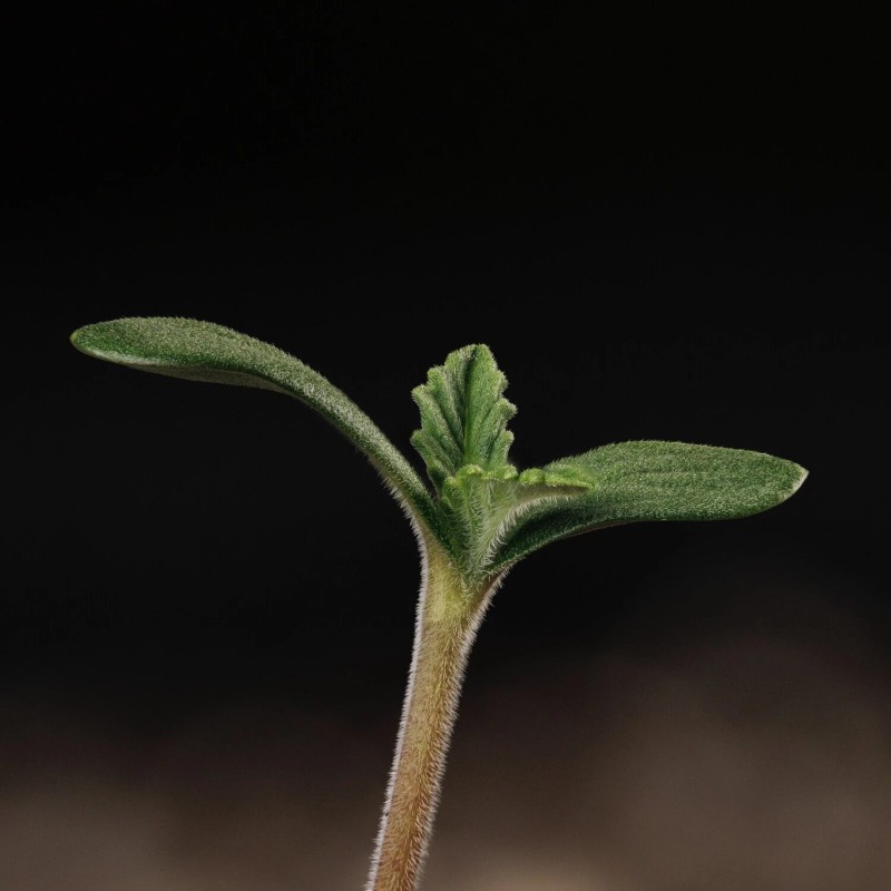 Kiwi Lime 1 Mephisto Genetics - cime 5