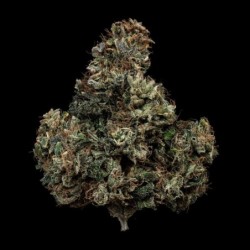 Kiwi Lime 1 Mephisto Genetics - cime 6