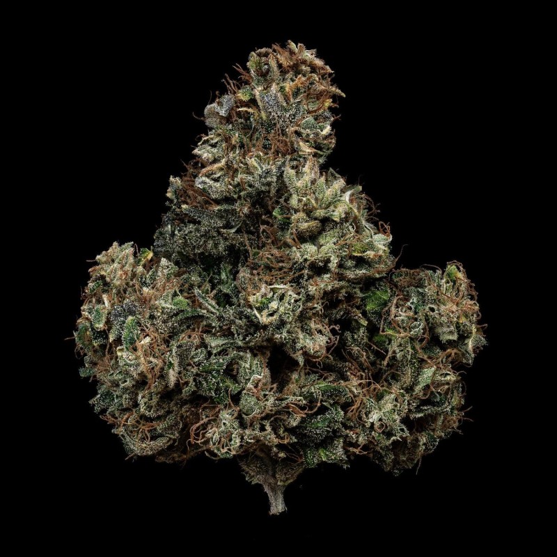 Kiwi Lime 1 Mephisto Genetics - cime 6