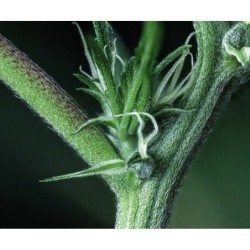 Kiwi Lime 1 Mephisto Genetics - cime 7