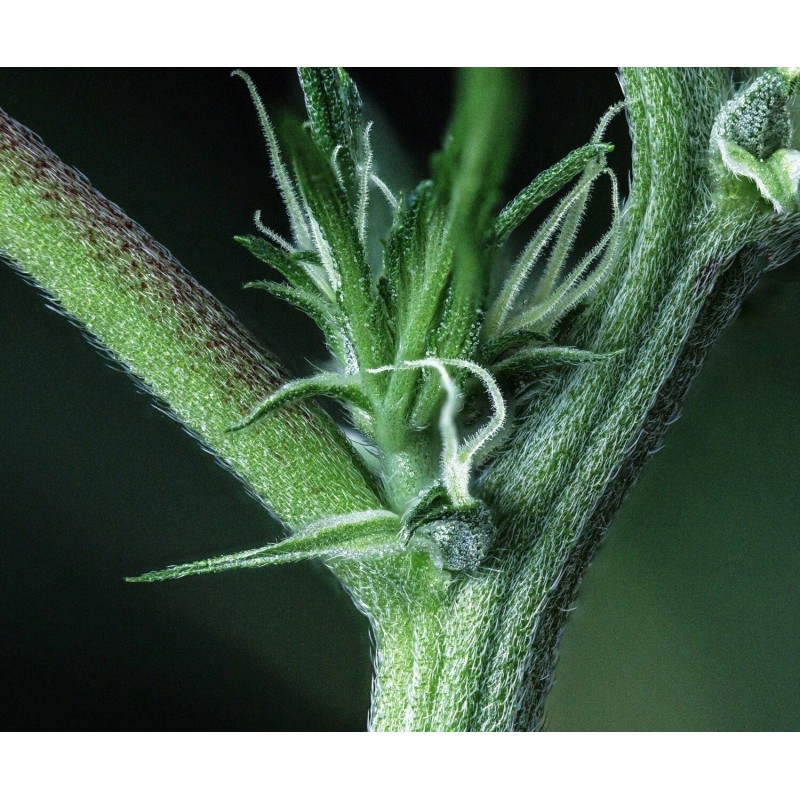 Kiwi Lime 1 Mephisto Genetics - cime 7