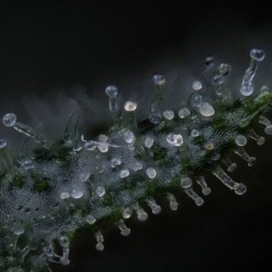 Kiwi Lime 1 Mephisto Genetics - cime 8