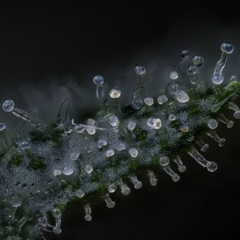 Kiwi Lime 1 Mephisto Genetics - cime 8