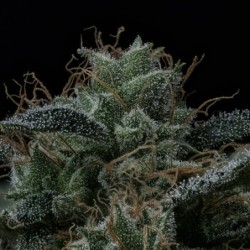 Kiwi Lime 1 Mephisto Genetics - cime 9