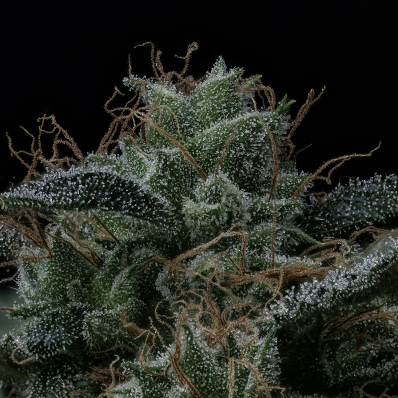 Kiwi Lime 1 Mephisto Genetics - cime 9