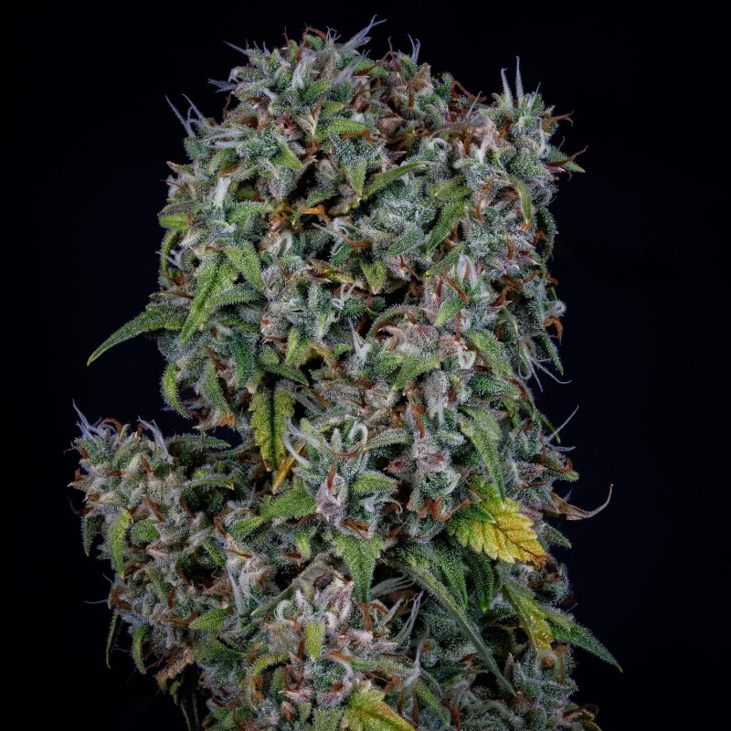 ManBearAlienPig Mephisto Genetics - cime