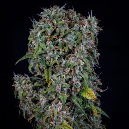 ManBearAlienPig Mephisto Genetics - cime