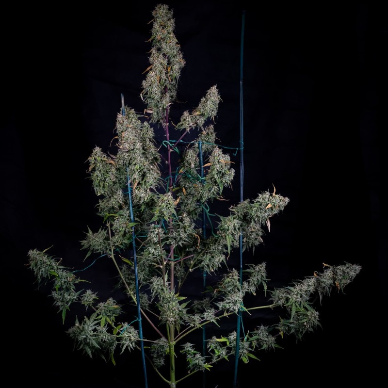 ManBearAlienPig Mephisto Genetics - cime 2