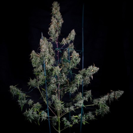 ManBearAlienPig Mephisto Genetics - cime 2