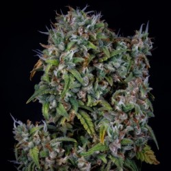 ManBearAlienPig Mephisto Genetics - cime 3