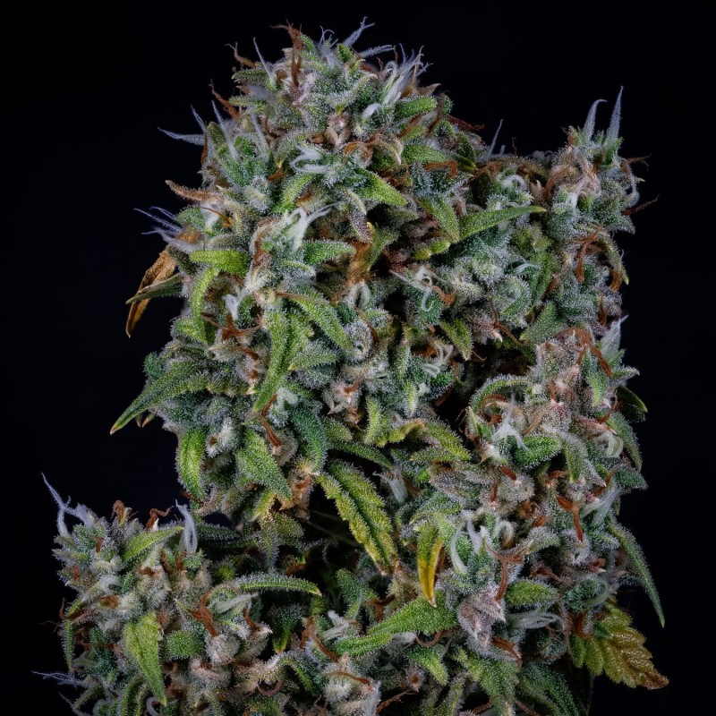 ManBearAlienPig Mephisto Genetics - cime 3