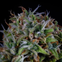 ManBearAlienPig Mephisto Genetics - cime 4