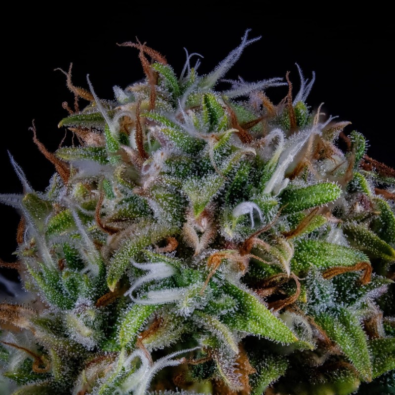 ManBearAlienPig Mephisto Genetics - cime 4