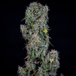 ManBearAlienPig Mephisto Genetics - cime 5
