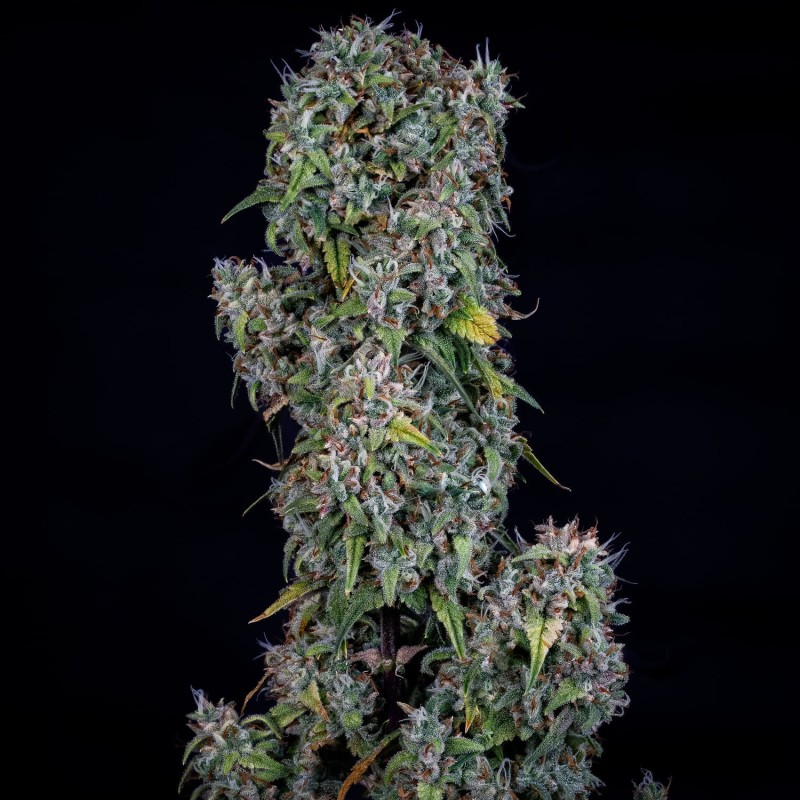 ManBearAlienPig Mephisto Genetics - cime 5