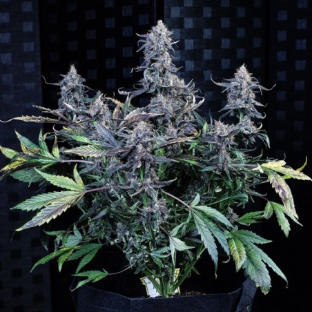 Mango Runtz Mephisto Genetics - cime