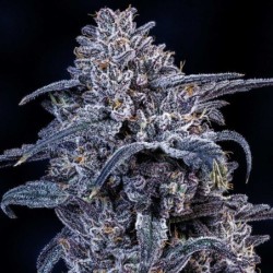 Mango Runtz Mephisto Genetics - cime 2