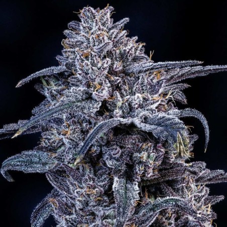Mango Runtz Mephisto Genetics - cime 2