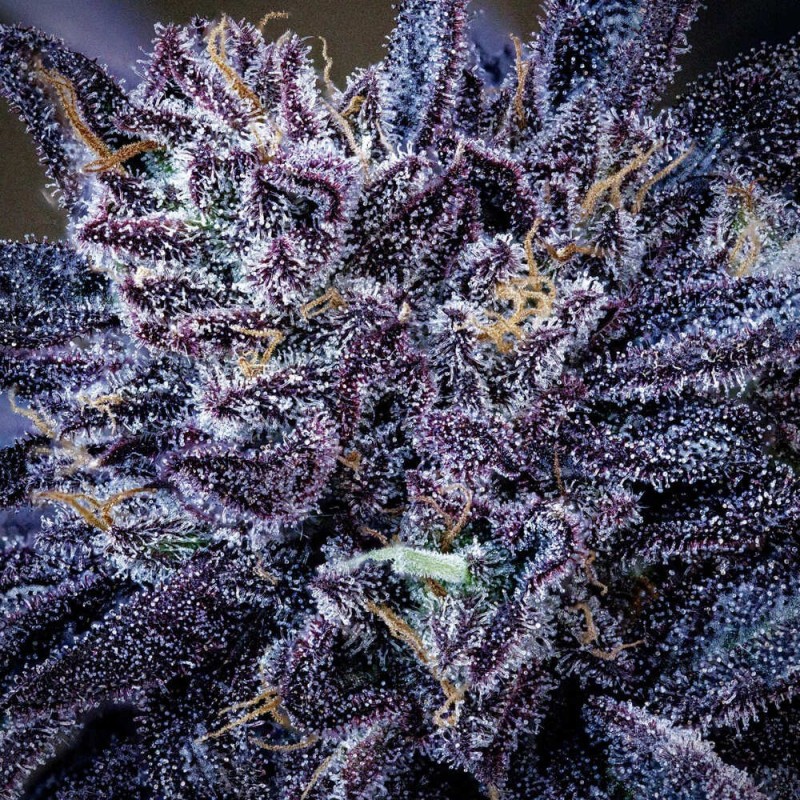 Mango Runtz Mephisto Genetics - cime 3
