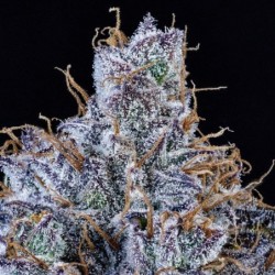 Mango Runtz Mephisto Genetics - cime 4