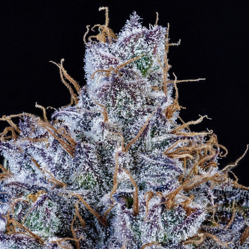 Mango Runtz Mephisto Genetics - cime 4