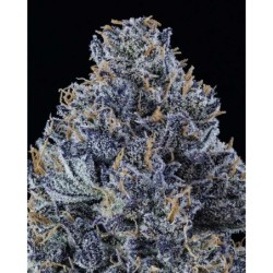 Mango Runtz Mephisto Genetics - cime 5