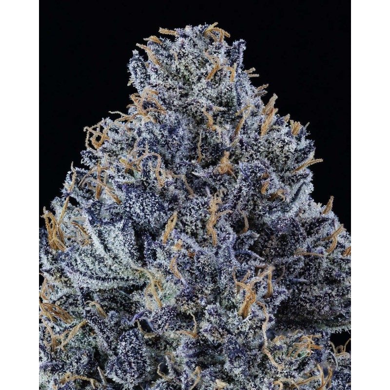 Mango Runtz Mephisto Genetics - cime 5