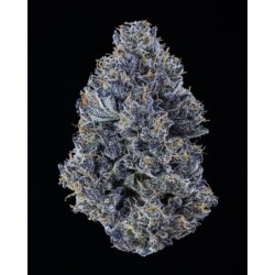 Mango Runtz Mephisto Genetics - cime 6
