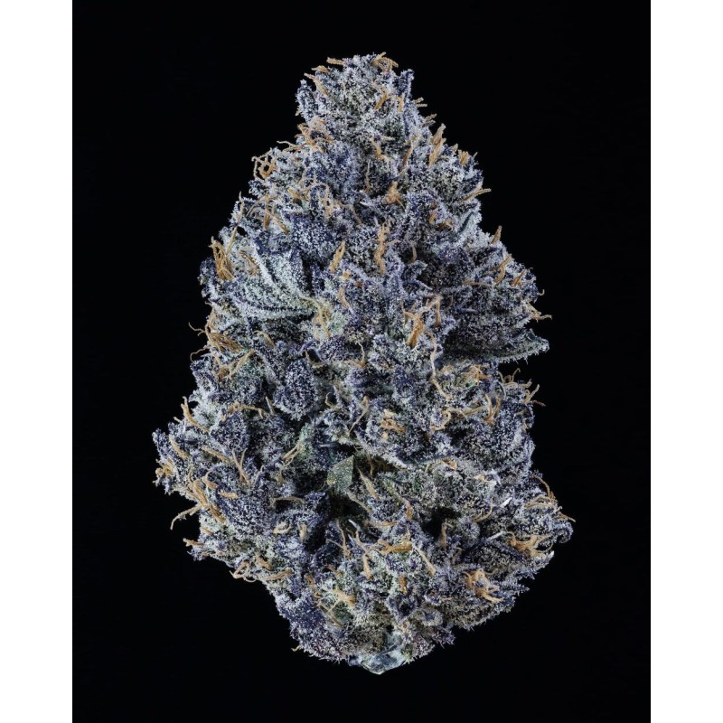 Mango Runtz Mephisto Genetics - cime 6