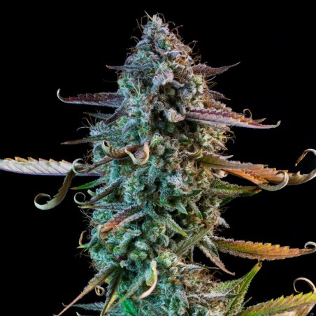 Mango Smile Mephisto Genetics - cime