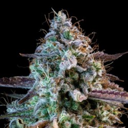 Mango Smile Mephisto Genetics - cime 2