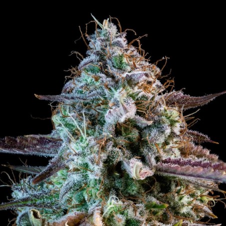 Mango Smile Mephisto Genetics - cime 2