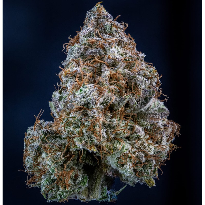 Mango Smile Mephisto Genetics - cime 3