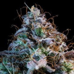 Mango Smile Mephisto Genetics - cime 4