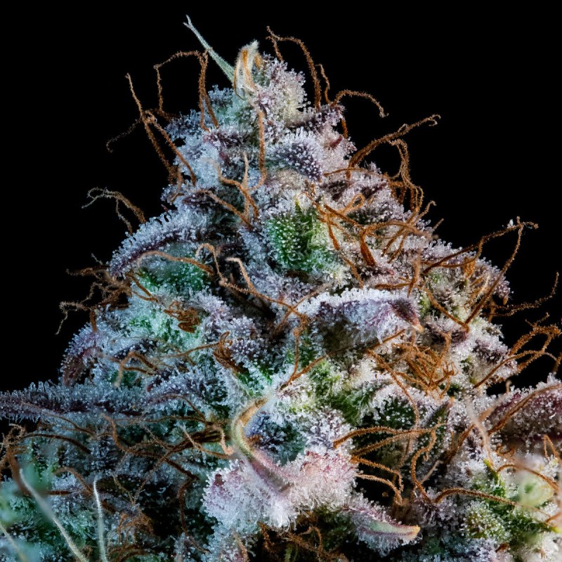 Mango Smile Mephisto Genetics - cime 4