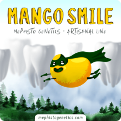 Mango Smile Mephisto Genetics - immagine ufficiale 5