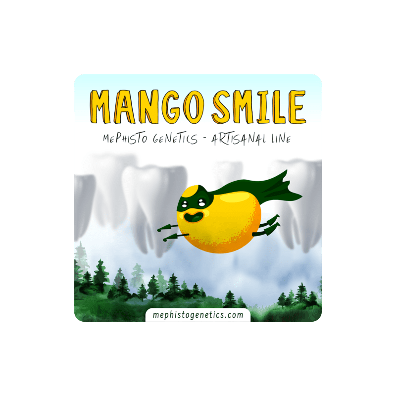 Mango Smile Mephisto Genetics - immagine ufficiale 5