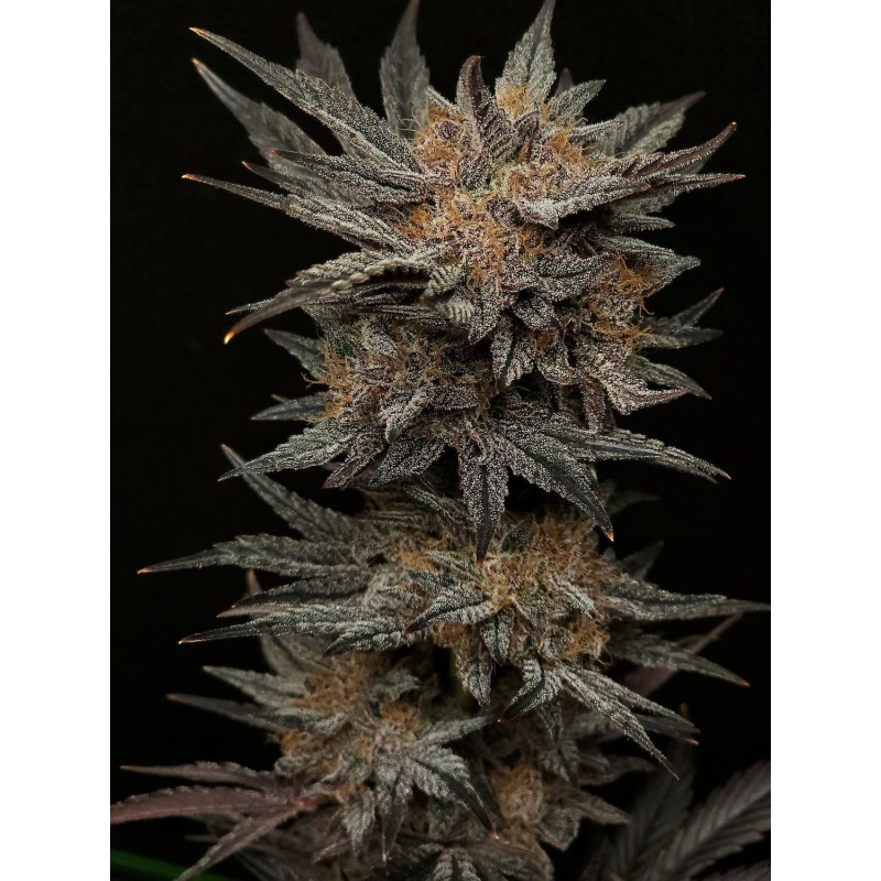 Mephisto's Grape Crush Mephisto Genetics - cime