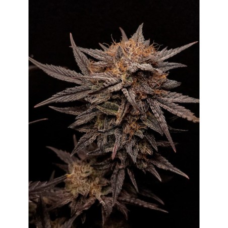 Mephisto's Grape Crush Mephisto Genetics - cime 2