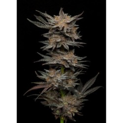Mephisto's Grape Crush Mephisto Genetics - cime 3