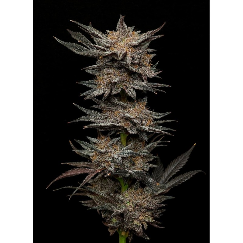 Mephisto's Grape Crush Mephisto Genetics - cime 3