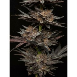 Mephisto's Grape Crush Mephisto Genetics - cime 4