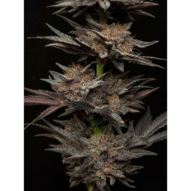 Mephisto's Grape Crush Mephisto Genetics - cime 4