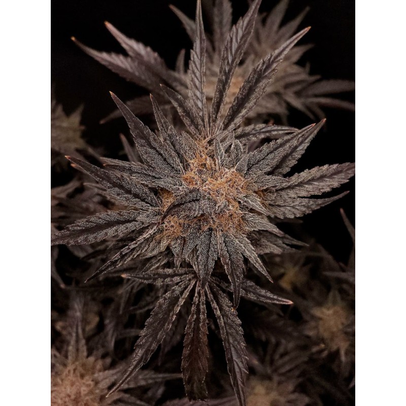 Mephisto's Grape Crush Mephisto Genetics - cime 5